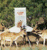 400lb. Electric Trough Feeder